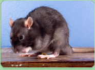 rat control Maidenhead