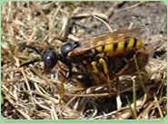 wasp control Maidenhead